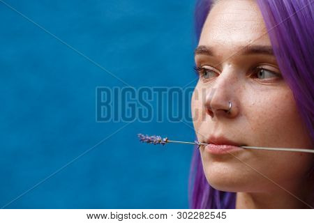 Close-up Of A Female Head, Dyed Purple Hair, Holding A Lavender Flower With Her Lips, Blue Backgroun