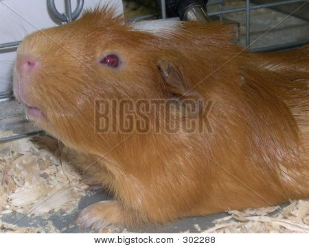 Guineapig4