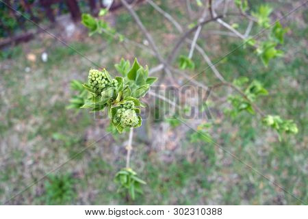 Young Lilac Close Up. Natural Texture Asbackground.