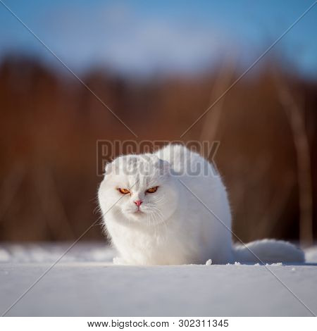 Scottish Fold Cat, Portrait In Winter Field