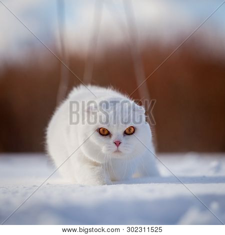 Scottish Fold Cat, Portrait In Winter Field