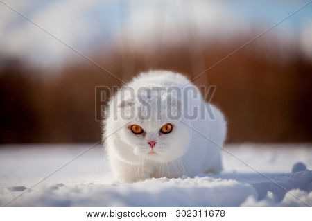 Scottish Fold Cat, Portrait In Winter Field