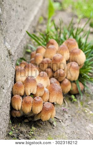 Young Fruit Bodies Of Glistening Inkcap Mushroom (coprinellus Micaceus) Near Concrete Wall
