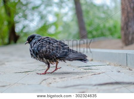 Pigeon With Wet Feathers Is On The Road Lined With Stones In The City Park