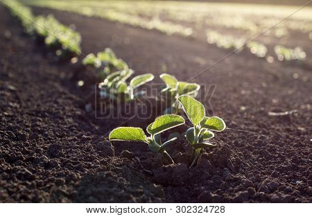 Soybean Field  In Spring
