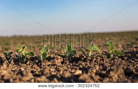 Soybean Field In Spring With Young Seedlings In Soil