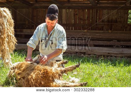 Sibiu, Romania - May 18, 2019. Men Shearing The Fleece From Sheep With Petrol Machine Driven Clipper