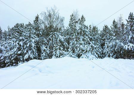 Winter Forest In Snow