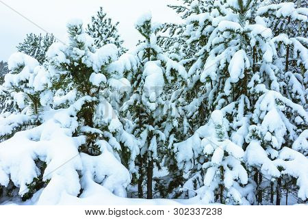 Winter Forest In Snow