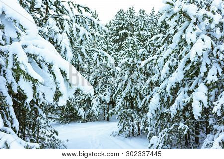 Winter Forest In Snow