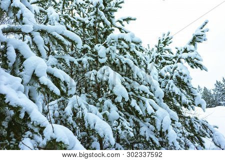 Winter Forest In Snow