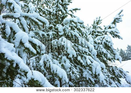Winter Forest In Snow