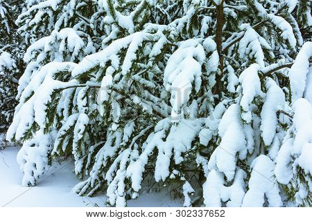 Winter Forest In Snow
