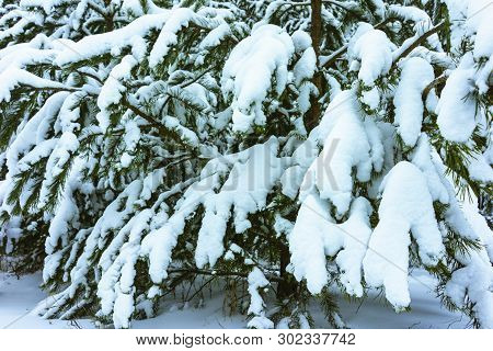 Winter Forest In Snow