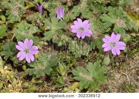 Doves Foot Cranesbill - Geranium Molle 
Pink Flowers, Braunton Burrows Sand Dunes