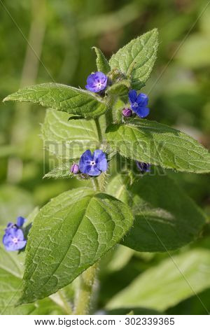Green Alkanet - Pentaglottis Sempervirens
Blue Flower Of Hedgerows