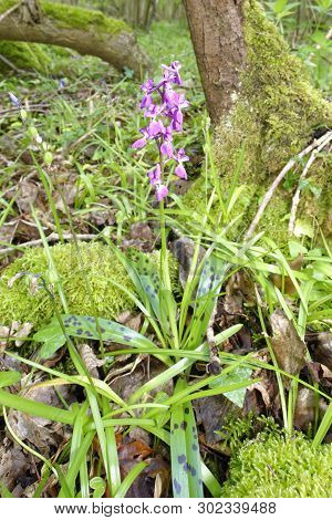 Early Purple Orchid - Orchis Mascula 
Whole Pland In Ancient Woodland Environment