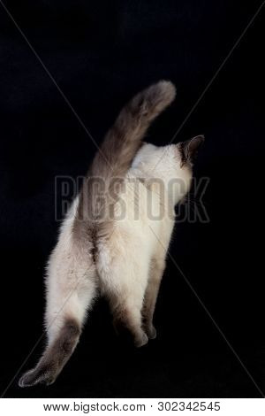 Thai Cat, Rear View, On A Black Background