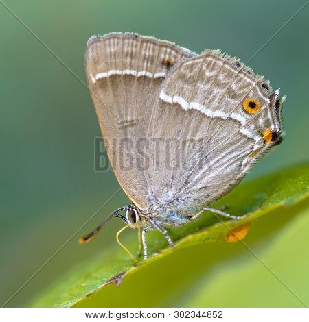Purple Hairstreak (neozephyrus Quercus) Butterfly Eating Sugars On Leaves Of Oak