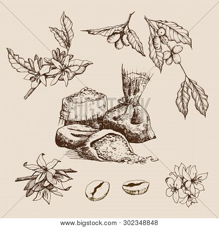 Hand Drawn Vector Illustration. Set Of Vintage Design Elements.