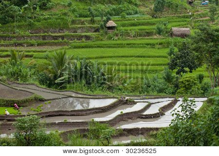 Paddy Fields