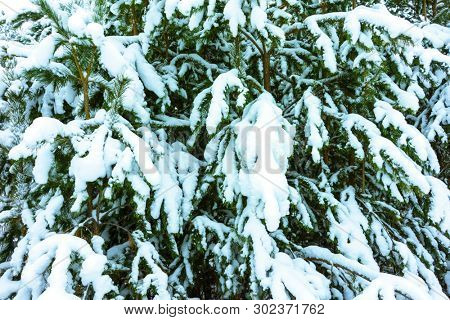 Whitened Fir Trees with Fresh Snow, Lovely Winter Scenery, Majestic White Spruces Glowing by Sunlight, Wintry Scene, Winter Snow-Covered Trees in the Ural Mountains, Winter Landscape