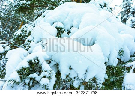 Whitened Fir Trees with Fresh Snow, Lovely Winter Scenery, Majestic White Spruces Glowing by Sunlight, Wintry Scene, Winter Snow-Covered Trees in the Ural Mountains, Winter Landscape