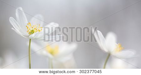 Wood anemone spring wild flower panorama.