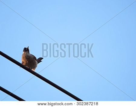 Closeup Sooty-headed Bulbul Bird Perched On A Cable Wire Isolated On Blue Sky