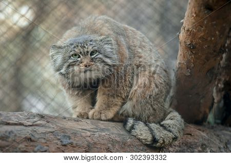 Pallas Cat (otocolobus Manul). Manul Is Living In The Grasslands And Montane Steppes Of Central Asia