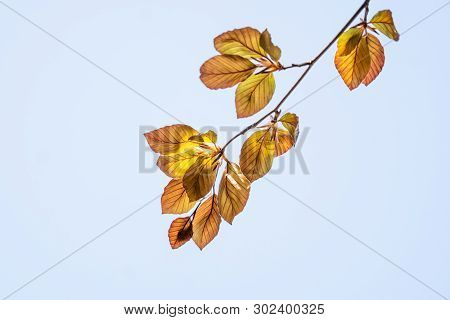 Single Twig With Colourful Young Leaves Of A Red Beech In Spring - Backlit