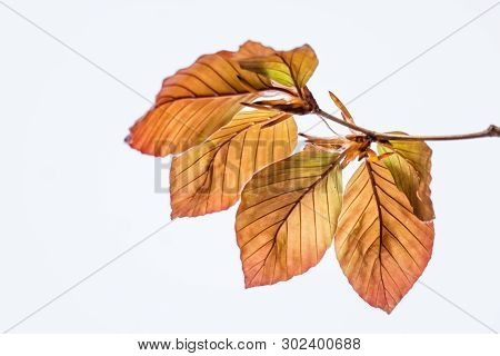 Single Twig With Colourful Young Leaves Of A Red Beech In Spring - Backlit