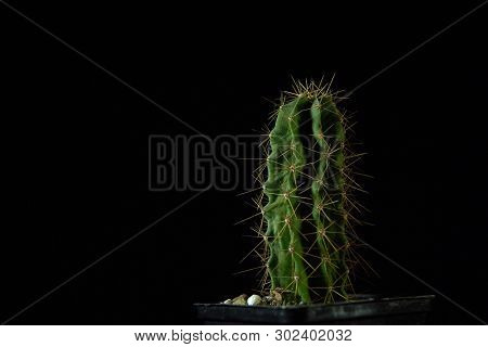 Closeup Of A Green Cactus Polaskia Chende With Deep Ribs Covered With Sharp Needles On A Dark Backgr
