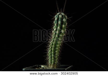 Close Up Of A Green Stetsonia Coryne Cactus With Smooth Ribs Covered With Sharp Needles On A Dark Ba
