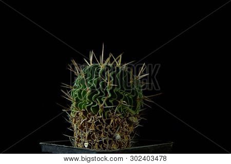 Closeup Of Green Cactus Echinofossulocactus Grandicornis With Wavy Ribs Covered With Sharp Needles A