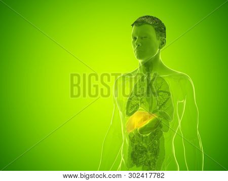 3d rendered medically accurate illustration of a mans liver