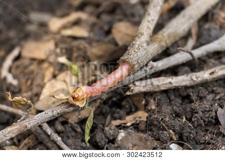 Red Zeuzera Coffeae Or Moths Stem Borer Destroy Tree, It Is Dangerous Insect Pests With Plant Diseas