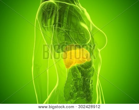 3d rendered medically accurate illustration of a womans liver