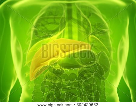 3d rendered medically accurate illustration of a mans liver