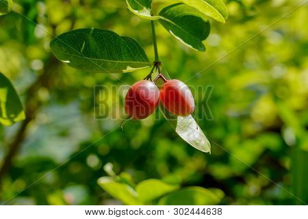 Two Karanda,carunda,christ ‘s Thorn Fruit On Tree Background,blur Nature Background, Copy Space