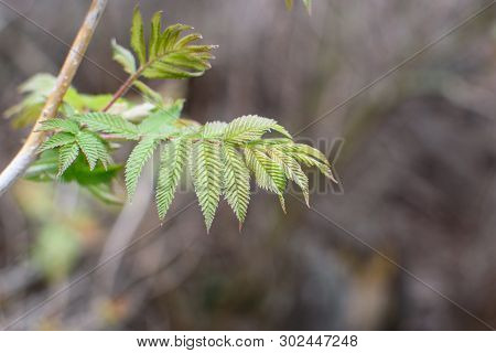 A Young Branch Of A Rowan Tree With Fresh Young Green Leaves.