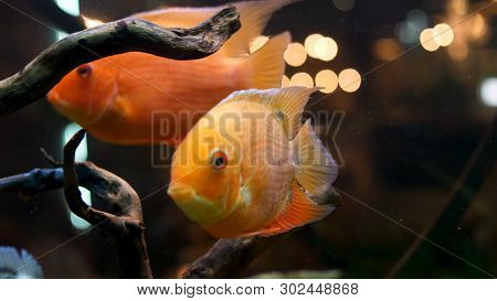 Close Up For Bright And Beautiful Goldfishes In Aquarium With Green Plants Wooden Branches. Frame. S