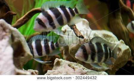 Close Up For Frontosa Cichlid Fishes Swimming In Freshwater Aquarium, Unique Creatures Concept. Fram