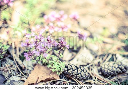 Close Up Shot Of Brown Pinus Coulteri Pine Cones With Purple Thyme Flower And Mossy Background In Th