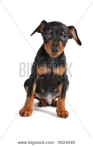 ลูกสุนัขสีดำ Pinscher