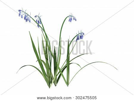 3D Rendering Bluebell Flowers On White