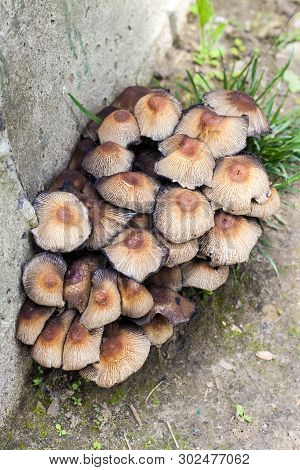 Fruit Bodies Of Glistening Inkcap Mushroom (coprinellus Micaceus) Near Concrete Wall