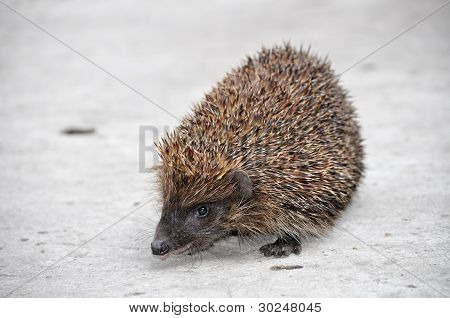 Riccio