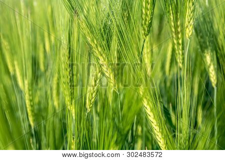 Green Field Of Young Wheat Sprouts, Close-up View