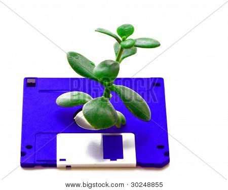 pianta cresce da un disco floppy